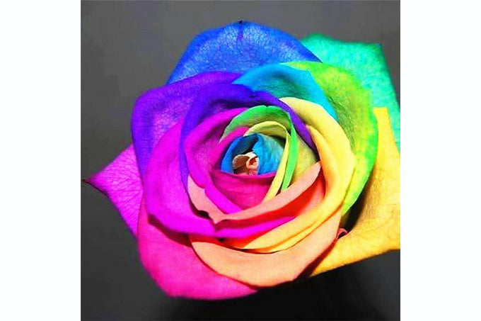 5D Diamant Maleri Fulddækkende 30cmx30cm Multi Farvet Rose