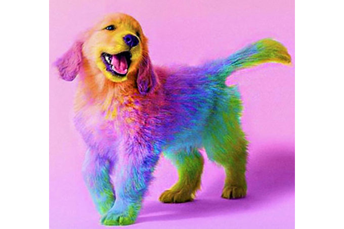 5D Diamant Maleri Fulddækkende 30cmx30cm Multi Farvet Hund