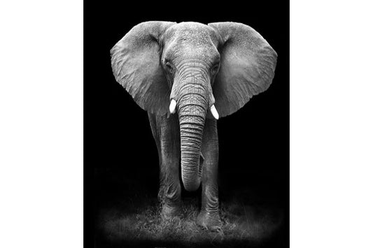 5D Diamant Maleri Fulddækkende 50cmx40cm Elefant