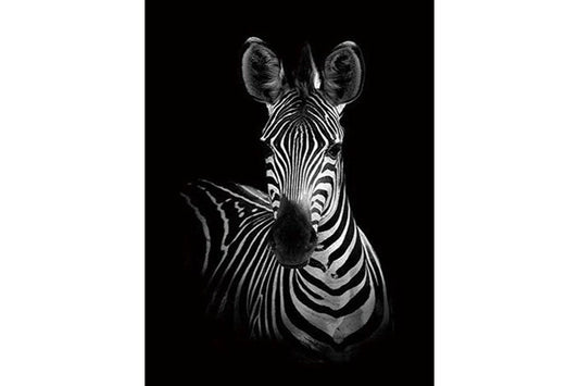 5D Diamant Maleri Fulddækkende 50cmx40cm Zebra