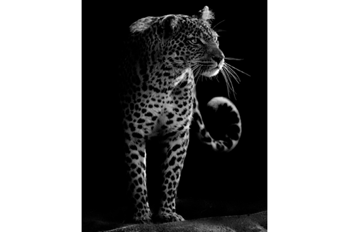 5D Diamant Maleri Fulddækkende 50cmx40cm Leopard