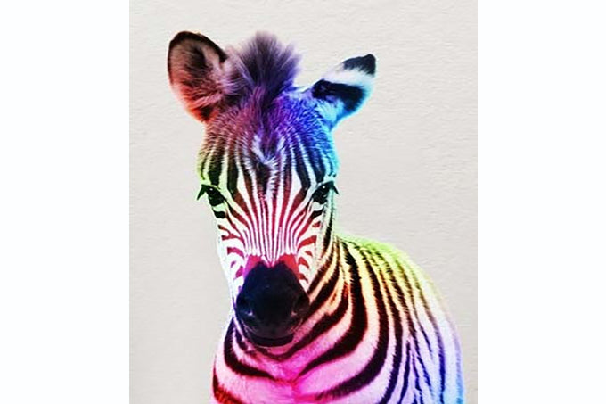5D Diamant Maleri Fulddækkende 30cmx40cm Multi Farver Zebra
