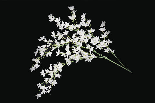 Kunstige Blomster Oncidium Hybridum Hvid