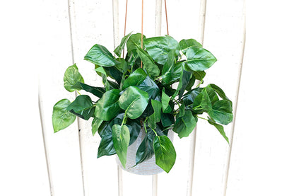 Kunstige Plante Grøn